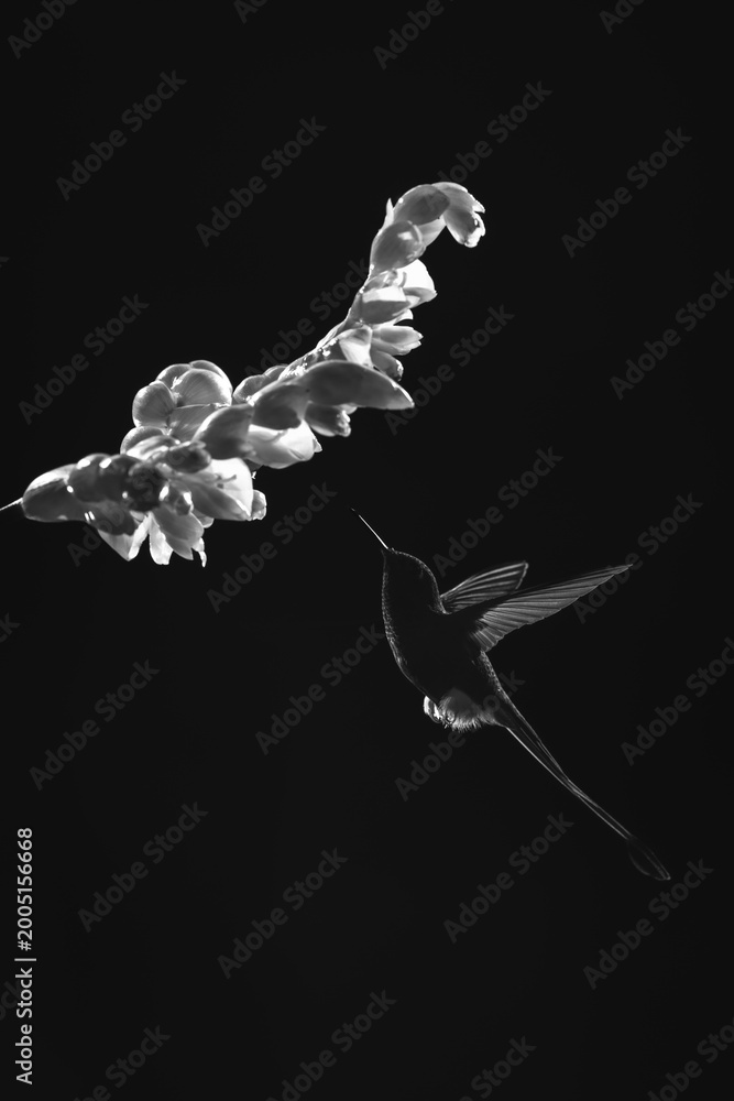 Fototapeta premium Mono male white-booted racket-tail flies towards flower