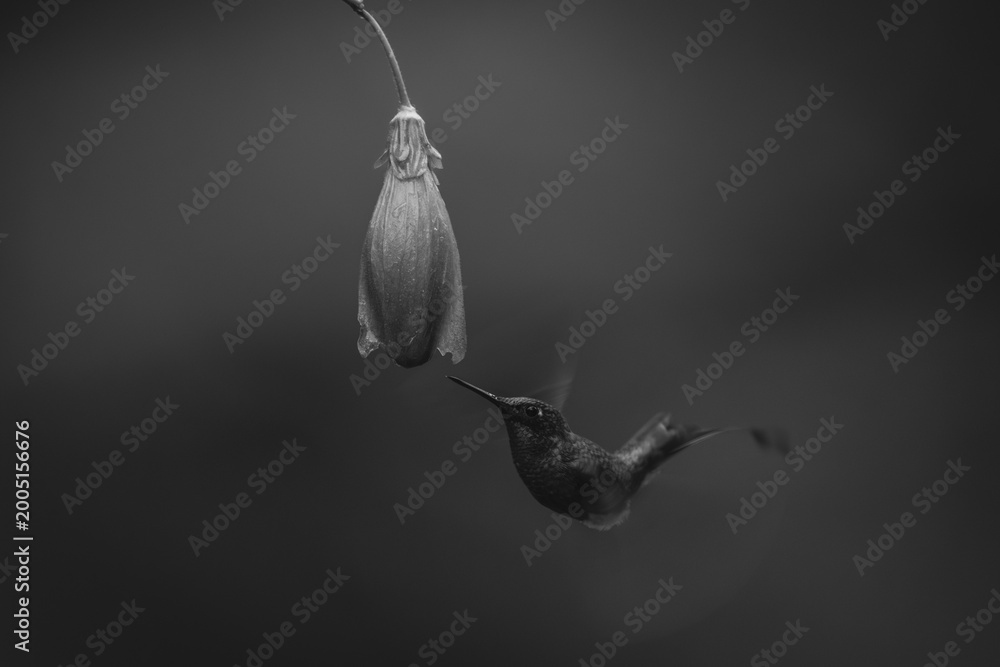 Fototapeta premium Mono male white-booted racket-tail flies under flower