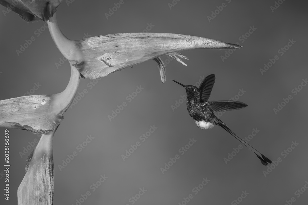 Naklejka premium Mono male white-booted racket-tail flies under heliconia