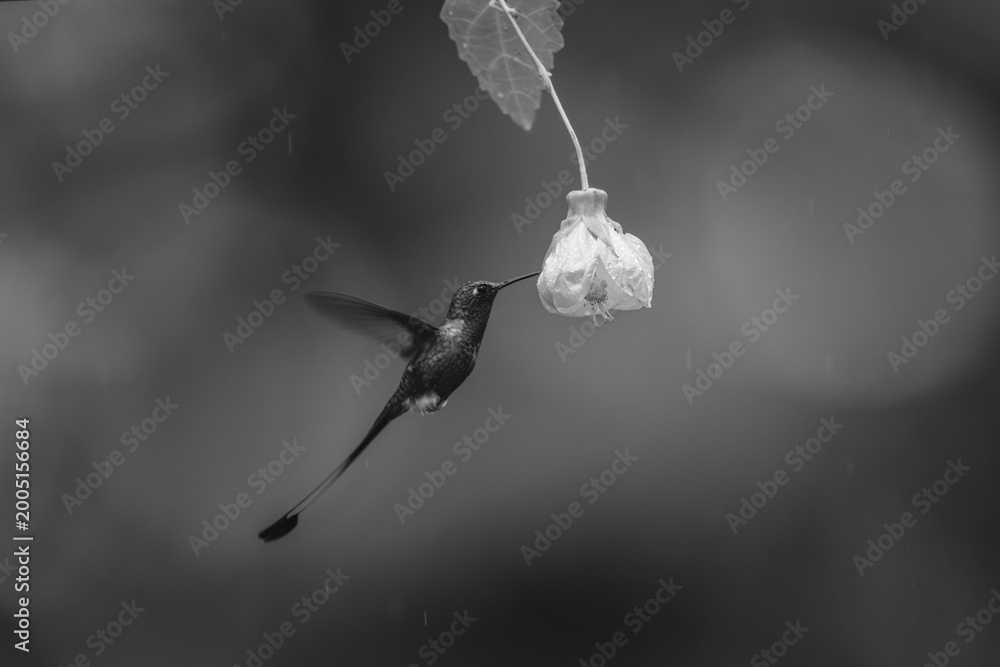 Fototapeta premium Mono male white-booted racket-tail hovers by flower