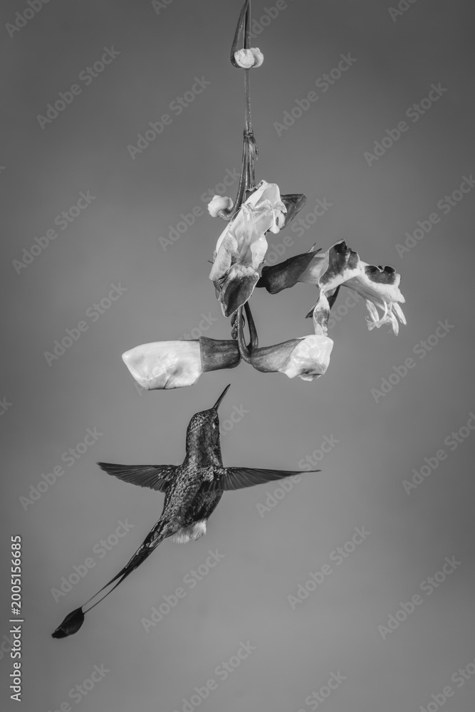 Fototapeta premium Mono male white-booted racket-tail hovers under trumpetvine