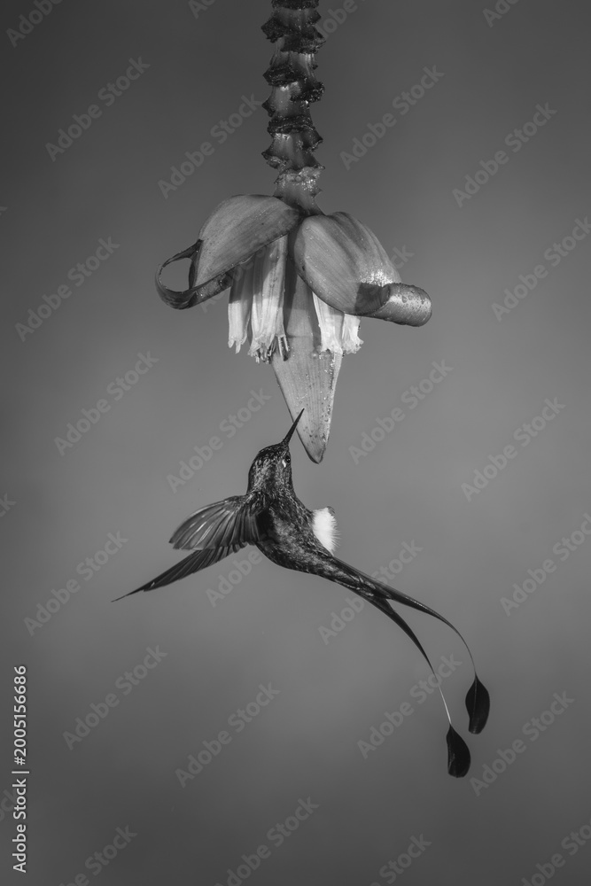 Fototapeta premium Mono male white-booted racket-tail hovers near flower