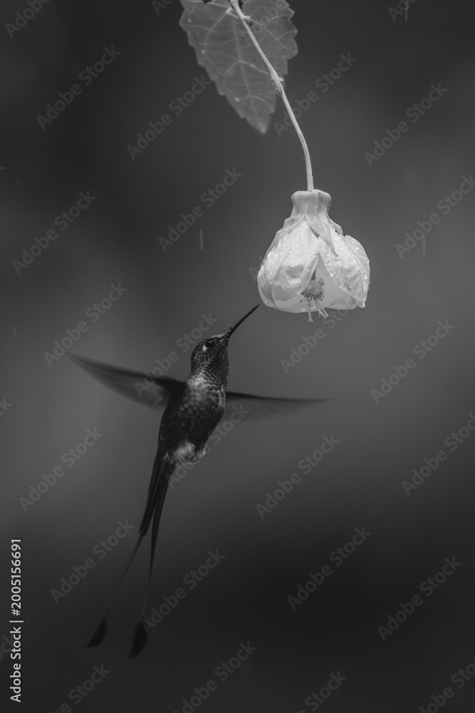 Fototapeta premium Mono male white-booted racket-tail near yellow flower