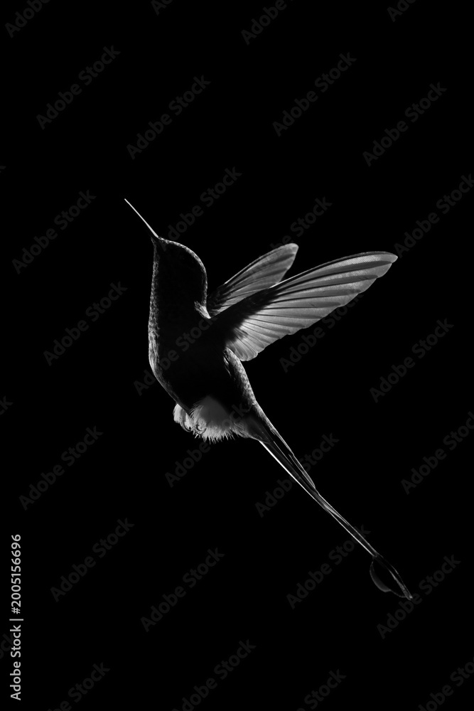 Fototapeta premium Mono male white-booted racket-tail silhouetted in profile