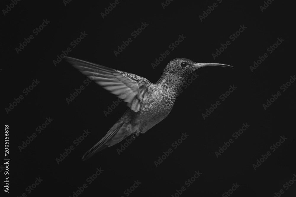 Fototapeta premium Mono rufous-tailed hummingbird in profile in sunlight