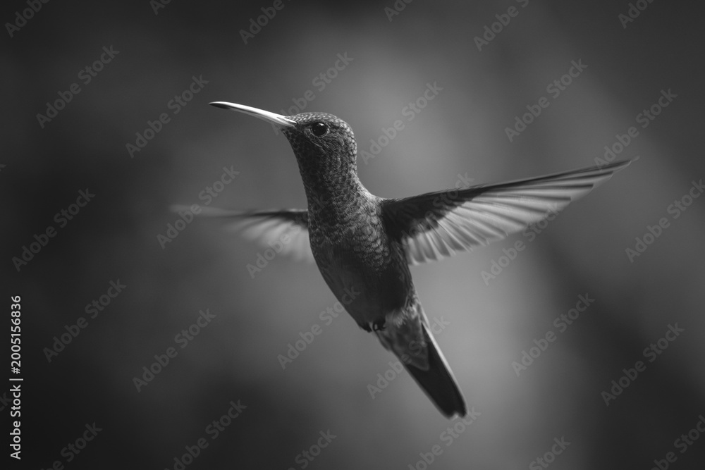 Fototapeta premium Mono rufous-tailed hummingbird hovers against forest background