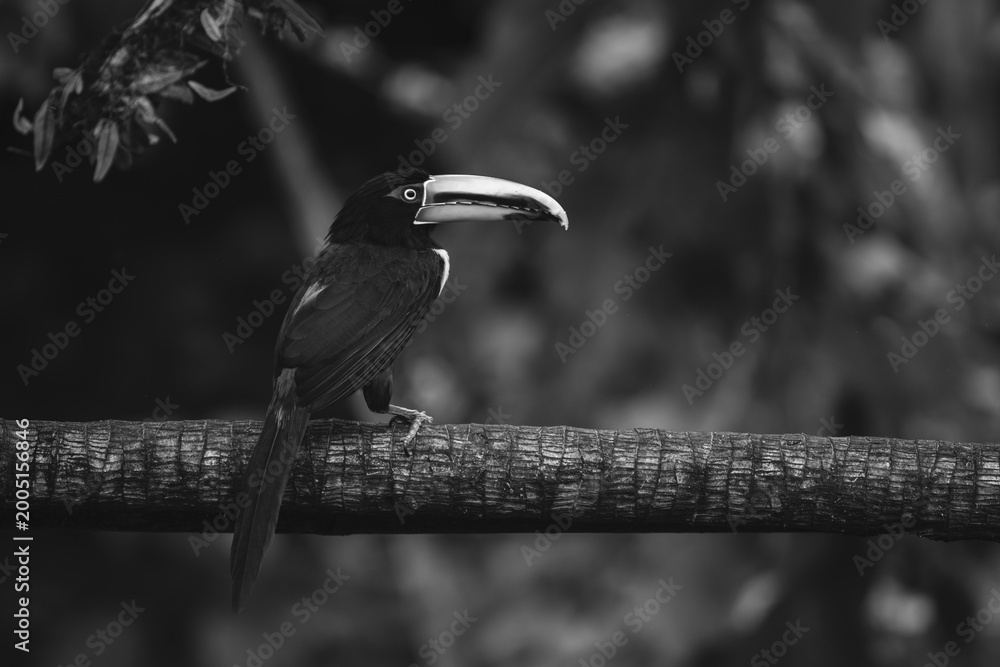 Fototapeta premium Mono pale-mandibled aracari watches camera from branch