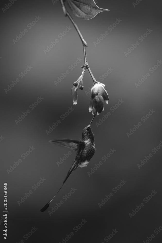 Fototapeta premium Mono male white-booted racket-tail under flower feeding