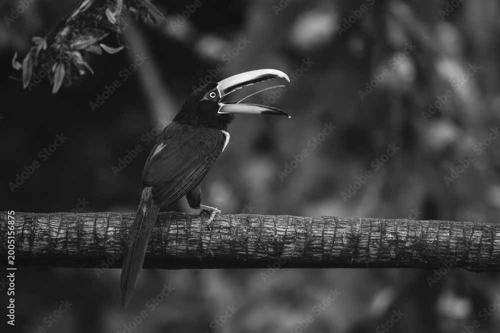 Fototapeta premium Mono pale-mandibled aracari opens beak on branch