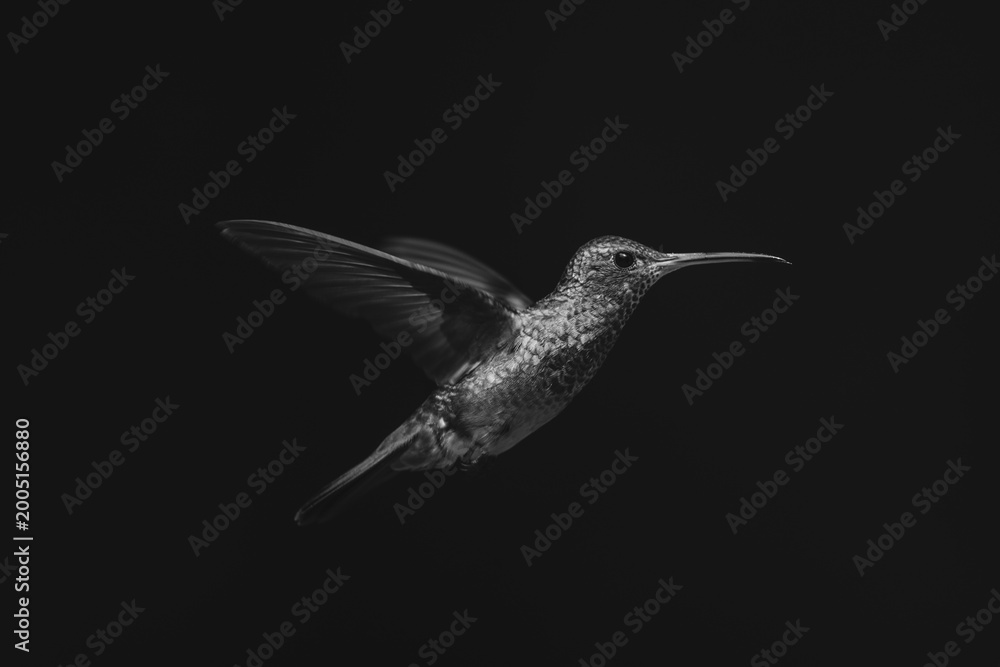 Fototapeta premium Mono rufous-tailed hummingbird in profile in sunshine