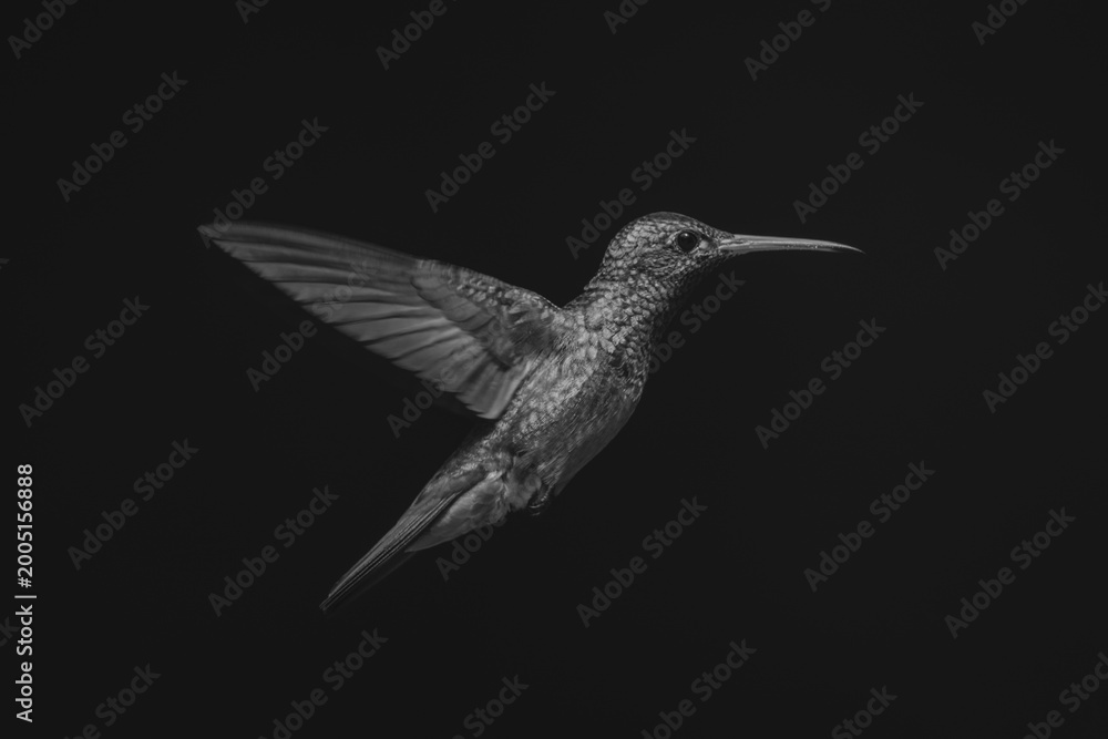 Fototapeta premium Mono rufous-tailed hummingbird in sunlight in profile