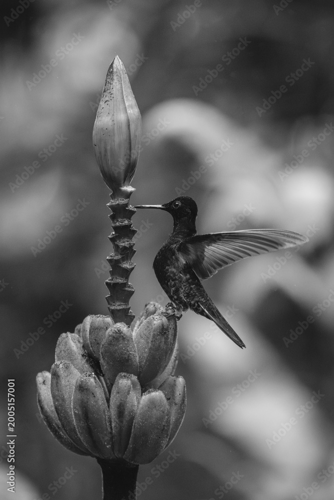 Fototapeta premium Mono velvet-purple coronet stretches wings on flower