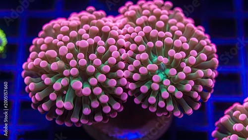 Vibrant Torch Coral with Pink Tentacles and Green Center in Aquarium