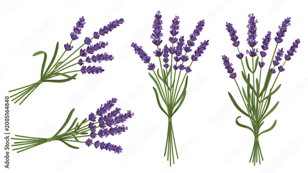 Fototapeta premium Four beautiful bundles of fresh lavender flowers with vibrant purple blossoms and green stems, arranged on a white background.