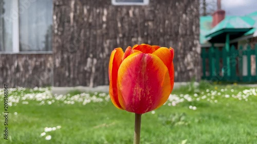 Red and Yellow Tulip Flower in Garden with Blurred Background