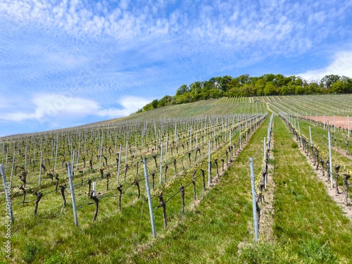 vineyard in Baden Württemberg Germany