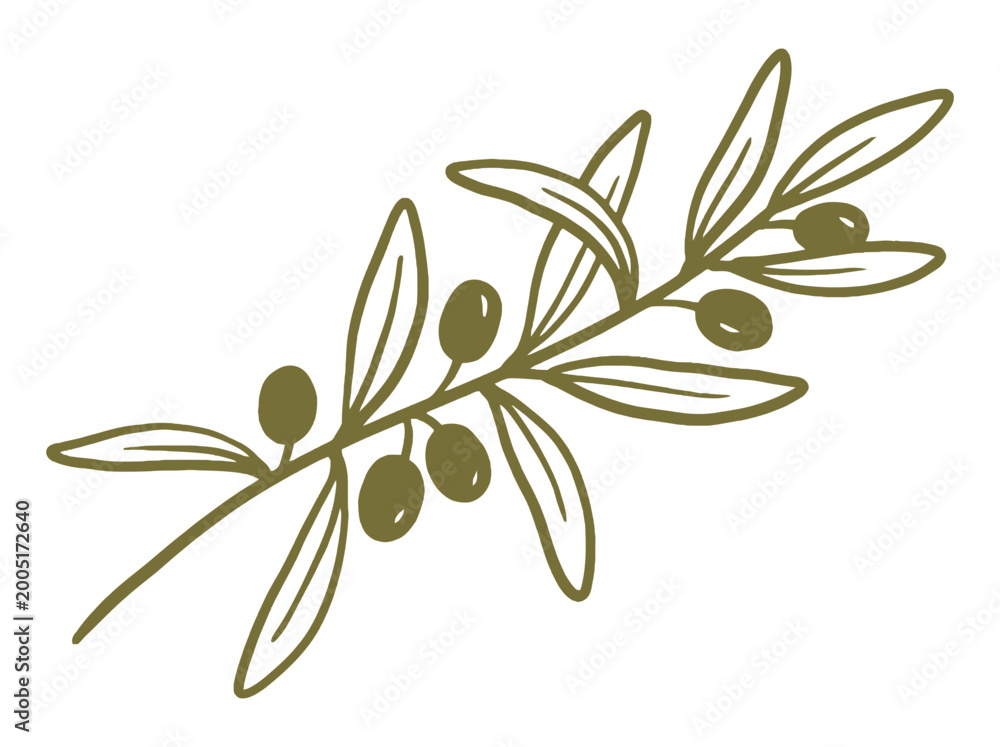Fototapeta premium Olive branch with leaves and olives on a tree