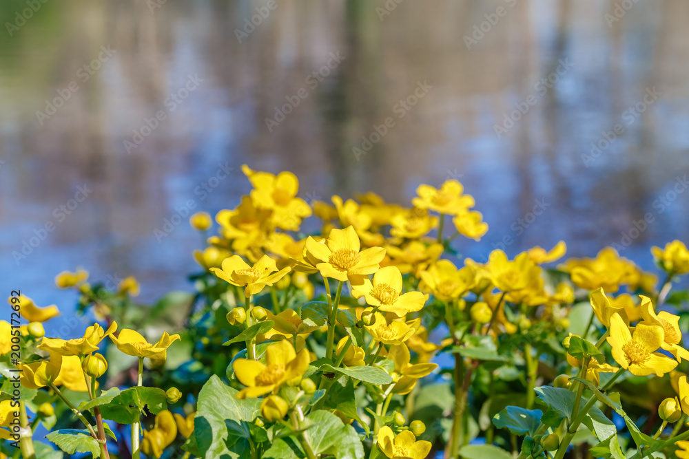 Obraz premium Bright yellow flowers bloom by the water during spring in a natural setting with reflections in the background