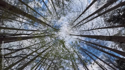 森の木を見上げながら、ぐるぐる回った時に見える景色