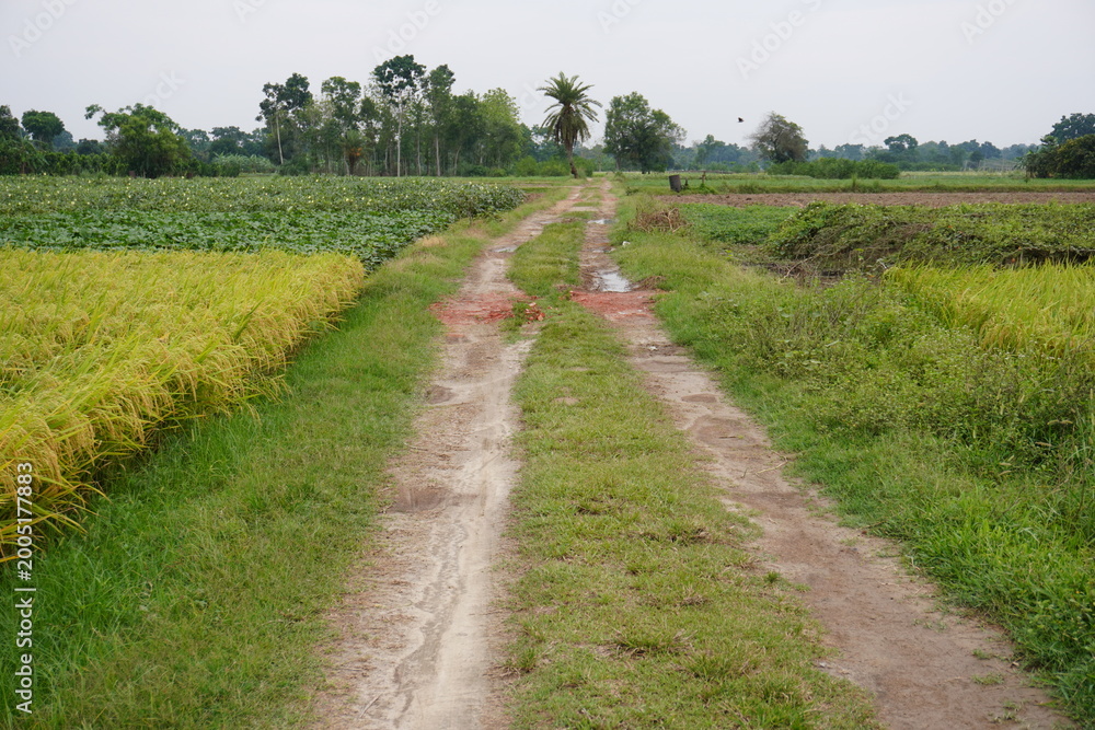 Obraz premium Dirt Path through Rice Fields and Green Vegetation in Rural Landscape