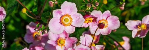 Flowers bloom in a garden under bright sunlight in the afternoon with green leaves surrounding them