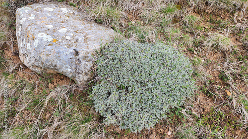 Obraz na płótnie A cushion-forming Astragalus species (milk-vetch), likely Astragalus angustifoli