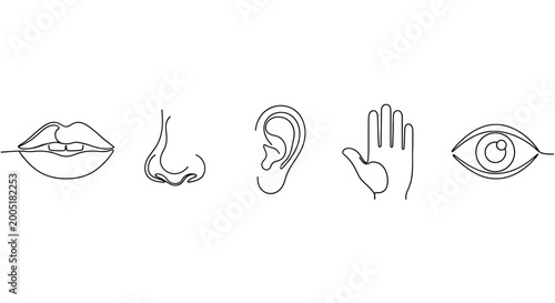 Continuous line drawing of the five senses organs with line art