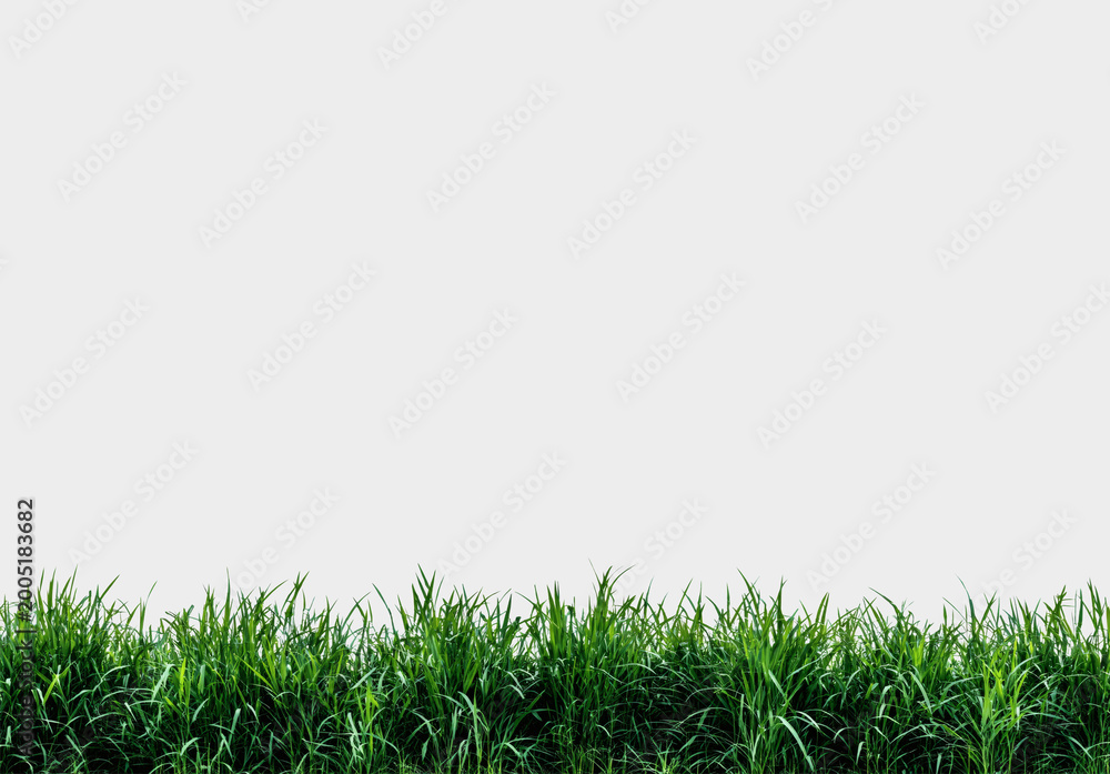 Fototapeta premium Reed, cattail, reed, grass. Horizontal, popular, abstract, natural, beautiful background for demonstrating products, goods, text. Nature, flora, environmental friendliness.
