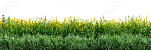 Reed, cattail, reed, grass. Horizontal, popular, abstract, natural, beautiful background for demonstrating products, goods, text. Nature, flora, environmental friendliness.