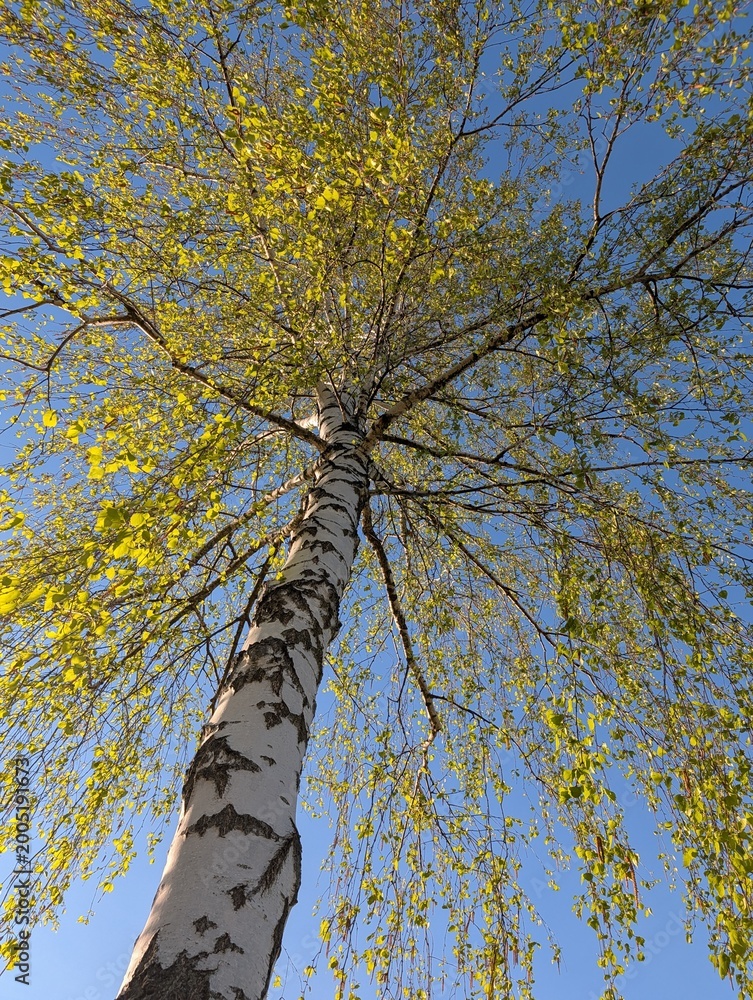 Fototapeta premium Birch tree with a young new leaf against the blue sky 