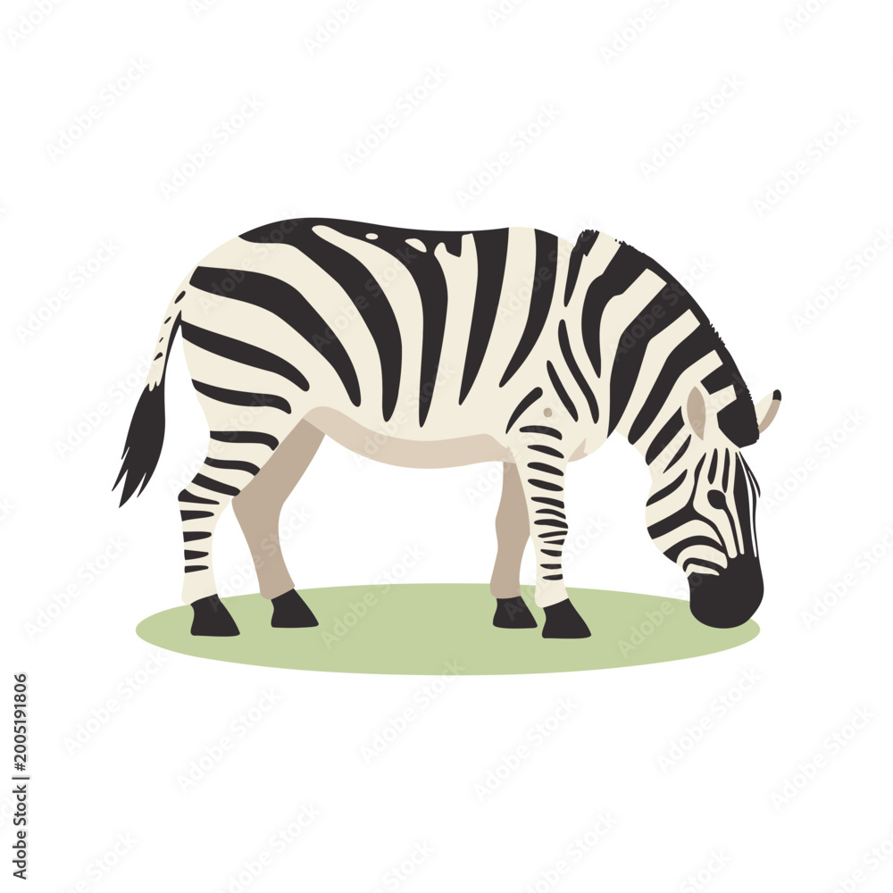 Fototapeta premium Calm zebra is grazing on some grass in a simple vector art style illustration