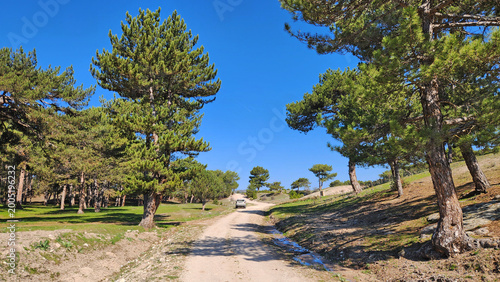 Photos Anatolian black pine forest (Pinus nigra subsp