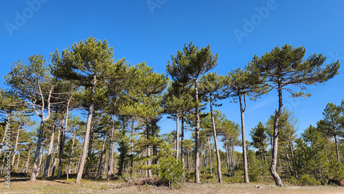 Billede på lærred A dense Anatolian black pine forest (Pinus nigra subsp