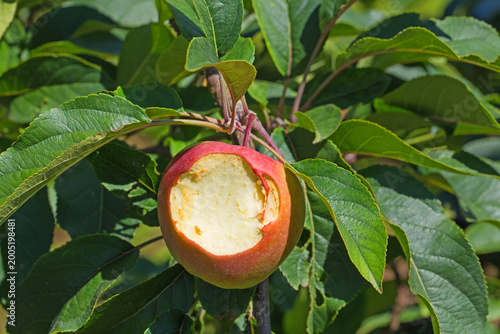 Apple with a bite taken out hangs on a tree branch surrounded by green leaves on a sunny day during late summer