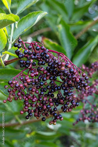 Elderberries ripen in a cluster on a branch, ready for harvest