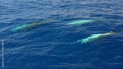 Three Ziphius Cavirostris cuvier beaked whales swimming undeer sea surface