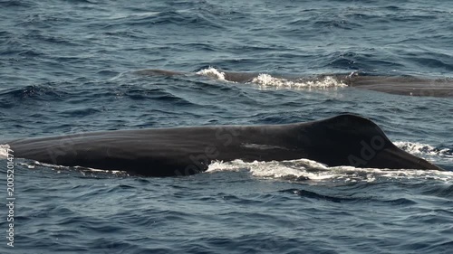 two spermwhales sperm whale together breathing on sea surface