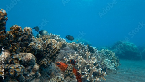 Canvastavla Wide view of colony of red long tentacle anemone (Macrodactyla doreensis) in a coral bommies inhabited by territorial tomato clownfish (Amphiprion frenatus) in a calm blue waters