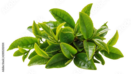 Vibrant Green Tea Leaves Branch with Young Shoots