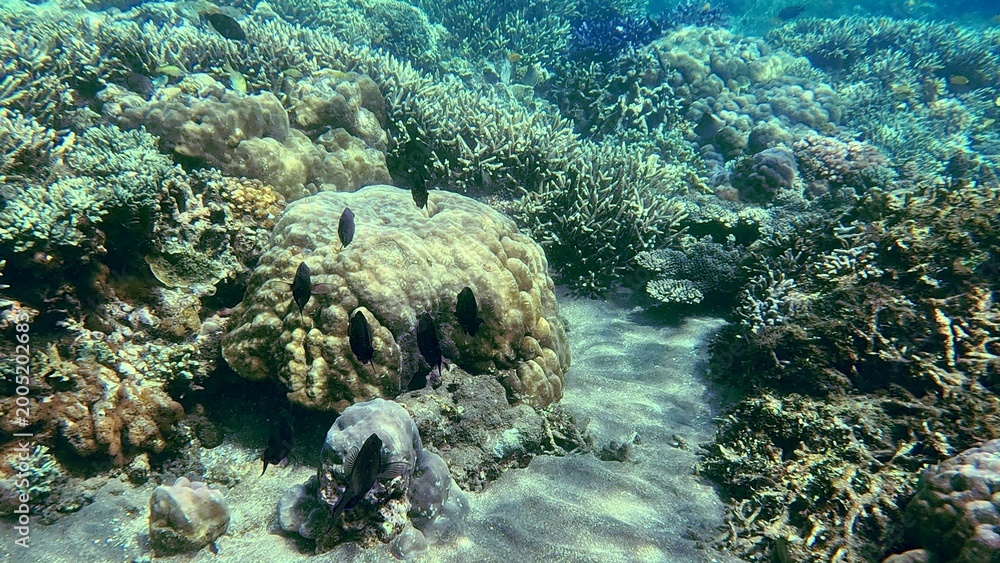 Fototapeta premium Diverse collection of corals and marine life on the sea floor showing the rich biodiversity in the renown diving destination of Dauin, Philippines