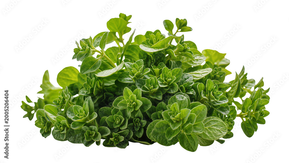Fototapeta premium Fresh Green Curly Oregano Herb Bunch Close-Up