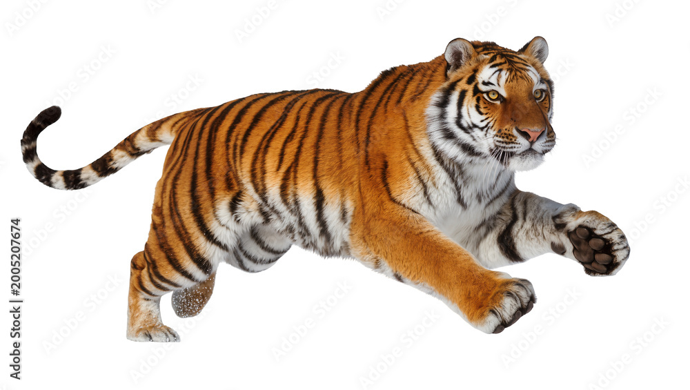 Obraz premium Orange Bengal Tiger Crouching with Black Striped Fur
