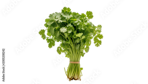 Foto Fresh Green Coriander Bunch Tied with Twine