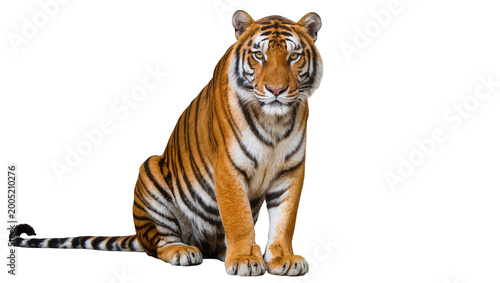 Photos Seated Bengal Tiger with Distinctive Stripes and Orange Fur