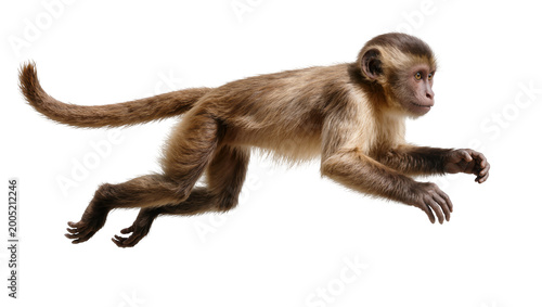 Canvastavla Brown Capuchin Monkey Leaping with Extended Limbs
