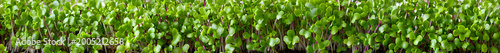 Microgreens, green grass. Horizontal, popular, natural, beautiful background for showcasing products, goods, text. Healthy food, nature, flora, environmental friendliness.