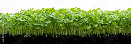 Microgreens, green grass. Horizontal, popular, natural, beautiful background for showcasing products, goods, text. Healthy food, nature, flora, environmental friendliness.