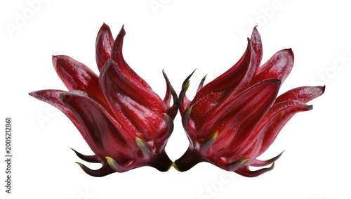Fotografie Crimson Roselle Hibiscus Flowers with Green Calyxes