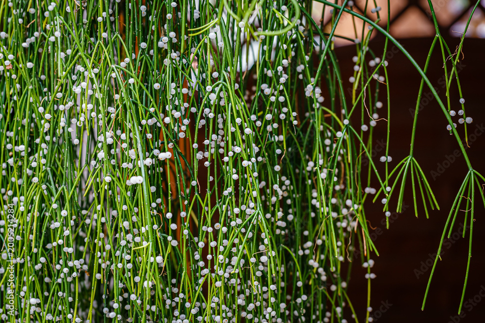 Obraz premium Cactus with small white balls hanging from long green stems in a sunny garden during the afternoon