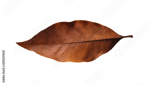 Foto Dried brown autumn leaf with prominent central vein and stem